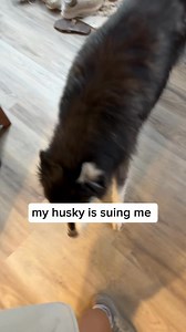 1.3M views · 115K reactions | am I guilty on all 5 counts of emotional damage to my husky? #Husky #Huskies #FunnyDogs #DogVideos | Levi the Husky Rescue | Facebook