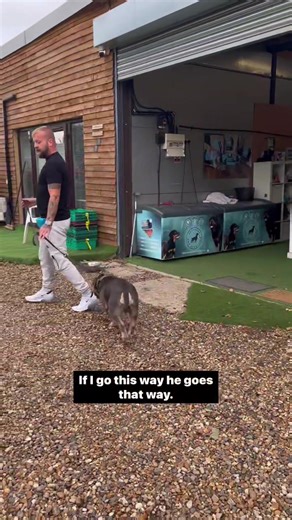 Slip Lead 101 | Southend Dog Training