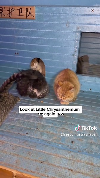 Expanded Heated Cat House for Comfort and Play