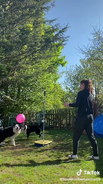 Border Collie Swingball Game Fun with Human Interaction