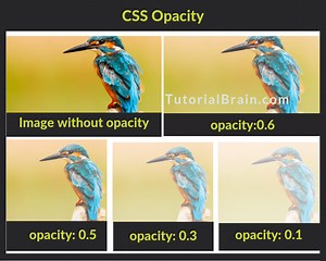 Cách áp dụng CSS cho thẻ image, ảnh nền