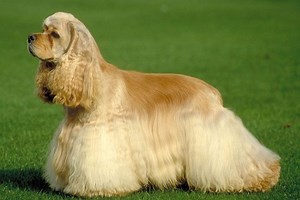 Cocker Spaniel for Sale | Puppies | Pawrade.com