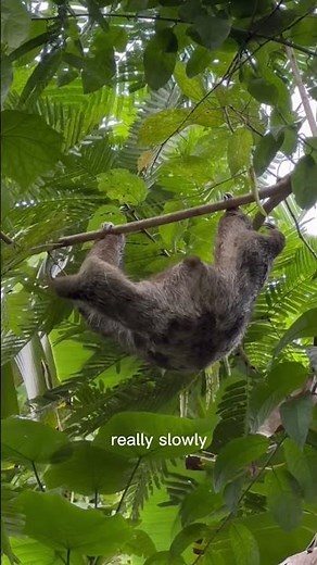Why are sloths so slow? Let me explain.