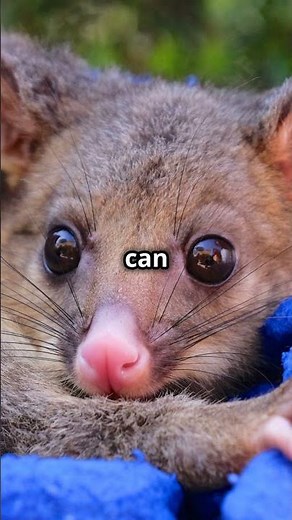 10 Fun Facts About the Pygmy Possum