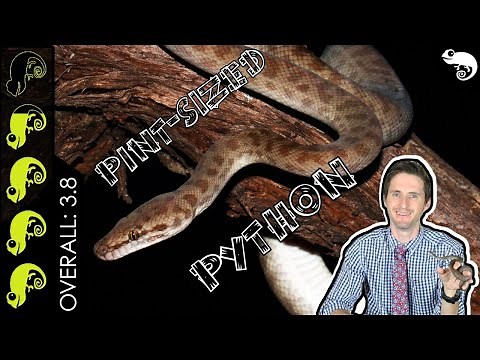 Children's Python, The Best Pet Snake?
