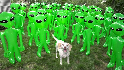 Dog vs alien apocalypse prank epic space invasion with dogs