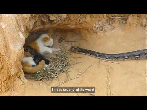 Views that Abuse: New Report Highlights Cruel Fake Animal Rescues on YouTube