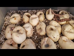 Burmese Python Feeding Rules and Guidelines