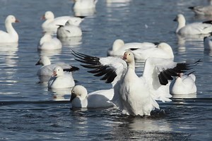 Snow Goose