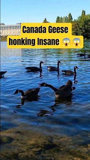 Canada Geese Honking Loudly by the River | Relaxing Wildlife 4K