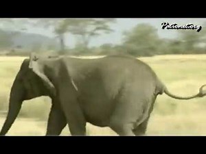 チーターを襲うゾウ 「閲覧注意」 Wild animals in Africa / An elephant runs after a cheetah