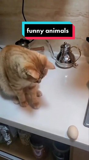 Hilarious Animals Compilation 2023