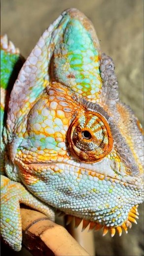 How a Chameleon Changes Colors - The Colorful World of Chameleons