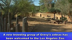 The Los Angeles Zoo is welcoming a herd of Grevy’s Zebra for a breeding program that will help prevent the species from going extinct: http://4.nbcla.com/9v28O8T | NBC LA
