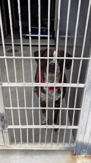 14K views · 430 reactions | *Macy is now headed to foster with one of...