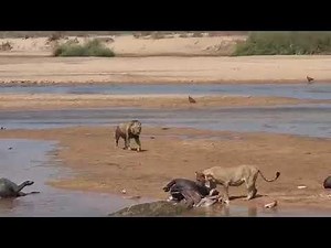 Lioness's Jaw-Dropping Hunting Skills Revealed in 2024!