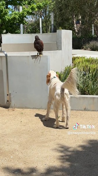 Update on Stiles: The Falconry Dog in Action