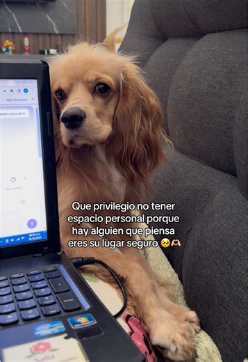 Mi cielo #cockerspaniel #mascotas #fyp | que privilegio no tener espacio personal