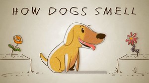 It's National Dog Day! Take a look at the science behind how dogs "see" with their noses: | TED-Ed