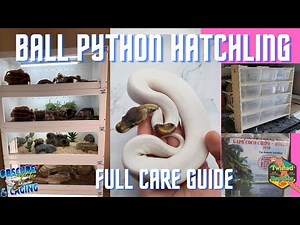 Full Ball Python Hatchling Care Guide