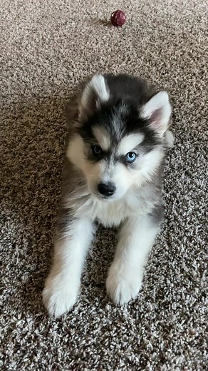 Adorable Husky Puppy Compilation