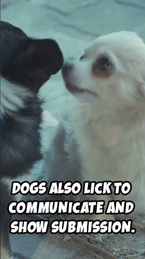 🐶 Why Do Dogs Really Lick You? The Surprising Truth Behind Dog Licks! 👅❤️