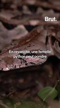 Nous pourrions bientôt manger du python 🐍