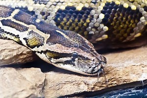 Snake Lifespan: What Is The Life Span Of A Python Snake - Cuteness