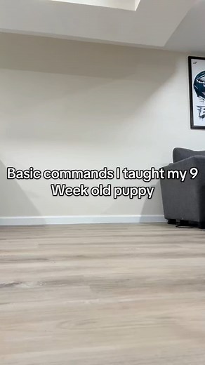 2.1K views · 77 reactions | #puppytraining #pitbull #puppy #dog #puppytiktok Basic commands learned in 1 week. Most pups will do just about anything for a treat. Nellie 癩 | Genesis Johnston | Facebook