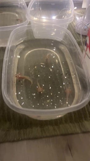 Baby Axolotls update! They are almost 4 months old now, becoming much more aware or their surroundings. Many went to thier forever homes and 15 more will be leaving by the new years! 🎉 (they are in tubs for feeding makes it much more convenient!) Comment below some name suggestions as I will be keeping 2 out of the batch! #axolotl #cute #fish #cutie