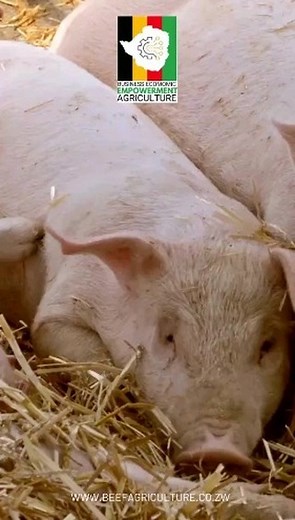 26 reactions | Here's a general guide for pig farming: 1. Housing...