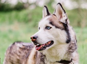 Siberian Husky for Sale - Latest Pet Ads - Buy, Sell, Adopt