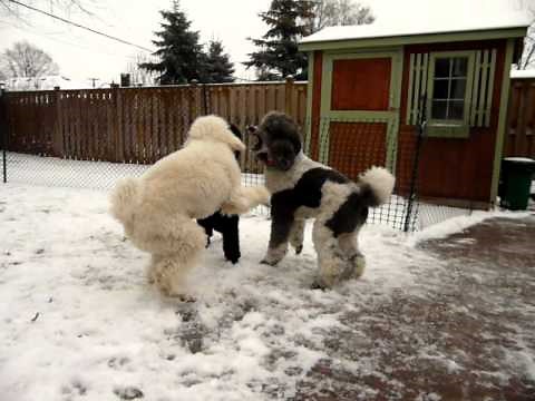 Standard Poodles Playing
