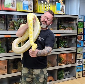 Albino Burmese Python for rehoming. Came is as a female. 7 years old. Rough start for first two years of life, may have stunted her. We don't know. Lovely temperament, Soft as a brush. We cannot keep this snake long term and the owner was desperate. We have taken her in to avoid any silly choices being made. Minimum requirement: An 8ft vivarium or larger Ample heating controlled by a thermostat system and a knowledge and previous experience with giant species. Snakes N Adders no longer sells gia
