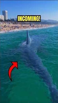 TOP 5 MOST DANGEROUS CREATURES LIVING IN THE DEEP SEA