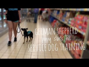 German Shepherd Puppy begins his service dog training!!!