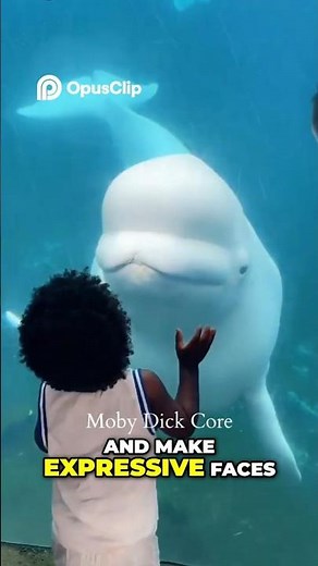 Beluga Whale 🐳 The Cutest, Most Curious, and Most Expressive Creature in the Arctic Sea