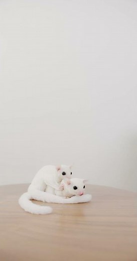 Hamster Breeding: A Fascinating Look into the Reproduction of Hamster Couples Mating on the Desk