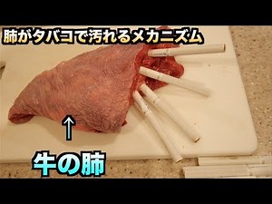 [Shocking] Video showing how smoking pollutes your lungs