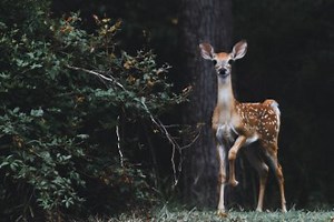 Where Do Deer Sleep? the Sleeping Habits of Deer