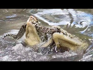 Crocodiles EAT Python! **TUG of WAR**