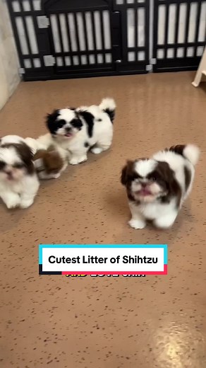 Affectionate and Intelligent Shih Tzu: A Perfect Companion Breed