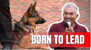 German Shepherds are known for their loyalty, focus, and drive, but at Fidelco, they’re trained to be something even more extraordinary: lifesaving guide dogs. In this video, we explore the journey of these incredible dogs from early training to life-changing partnerships with visually impaired humans. It’s not just obedience. It’s trust, leadership, and connection on the deepest level. Watch as we shine a light on the dogs who don’t just walk beside their humans… they lead the way. | Cesar Mill