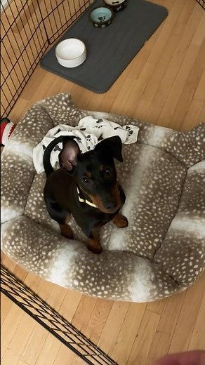 German Pinscher Puppy Masters 'Go to Bed' Command | Effective Puppy Training Tips
