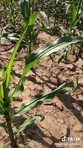 51K views · 630 reactions | did not know this about popcorn! | TikTok | Facebook