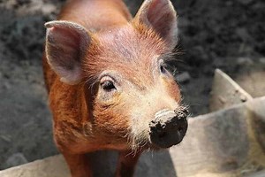 The Best Pig Breeds for Beginners and Small Farms