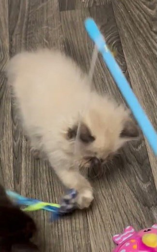 Himalayan persian cats