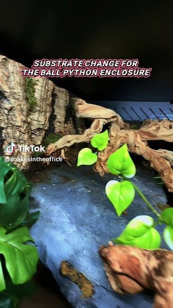 It’s that time of the month where we change out all the substrates and redesign enclosures! So far our Jungle IMG Boa got a makeover and today our ball python! Next week we got Fred the rainbow boas enclosure in the works and it’s going fully bioactive! Stay tuned 🐍🌱🌿 #ballpython #snakes #reptiles #snakesoftiktok #ballpythonsoftiktok