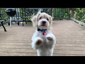 5 months old Havapoo puppy fully house trained at 4 1/2 months old