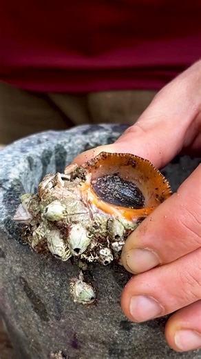 Making authentic Tyrian purple dye starts with extracting a murex snail gland. After a series of painstaking steps, Tunisian dye maker Mohamed Ghassen Nouira turns as much as 45 kilograms of snails into a single gram of pure Tyrian purple extract. When he's done, he can sell it for $2,700. Some retailers sell a gram of the pigment for over $3,000. In comparison, 5 grams of synthetic Tyrian purple costs under $4. So, why is real Tyrian purple so hard to make? And is that why it's so expensive? |